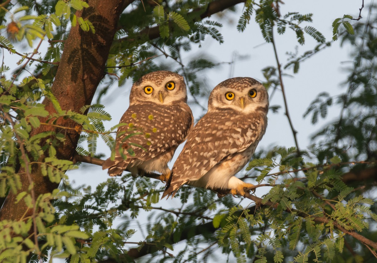 Spotted Owlet - ML645887653