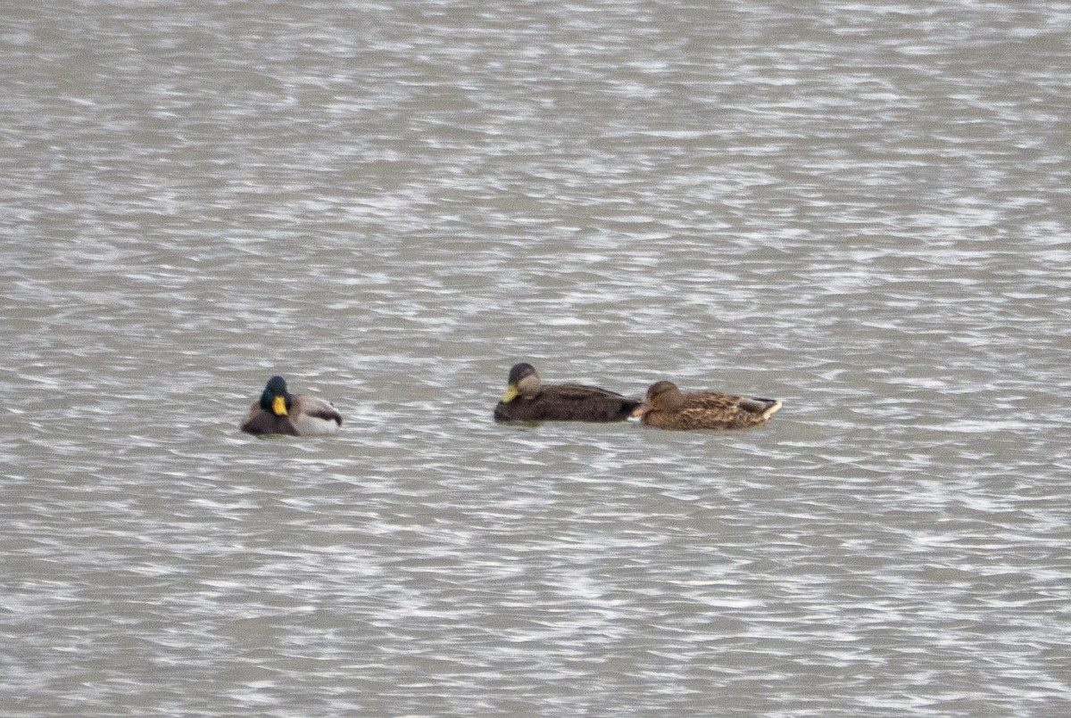 American Black Duck - ML645887662