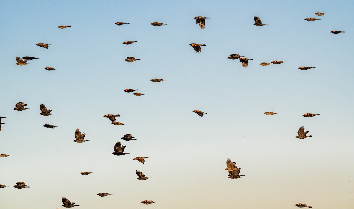 Red-winged Blackbird - ML645887664