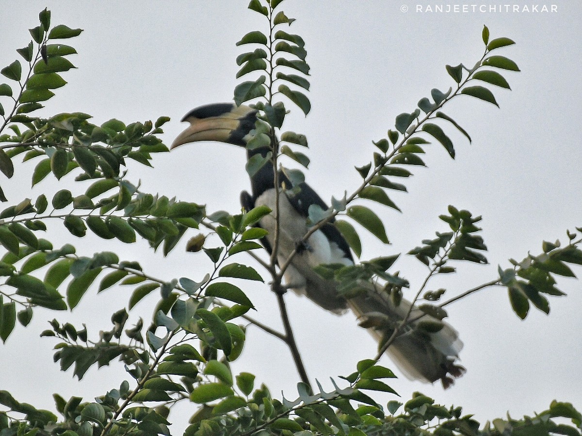 カササギサイチョウ - ML645887667