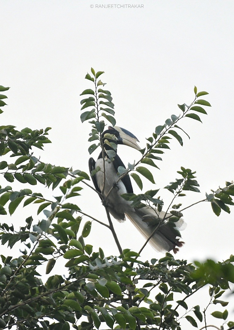 カササギサイチョウ - ML645887668