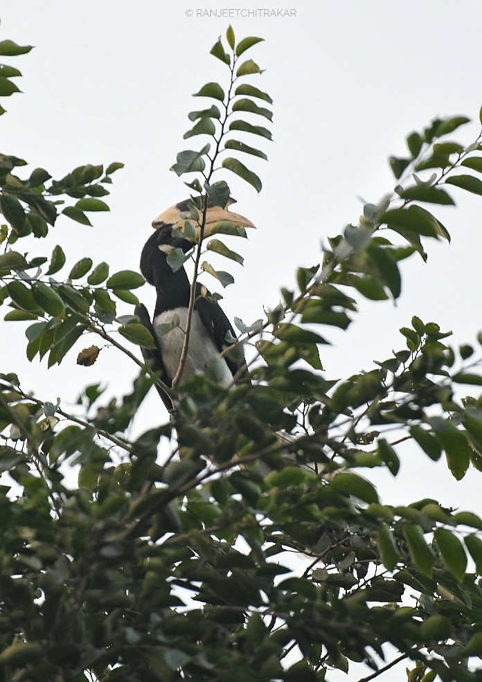 カササギサイチョウ - ML645887669