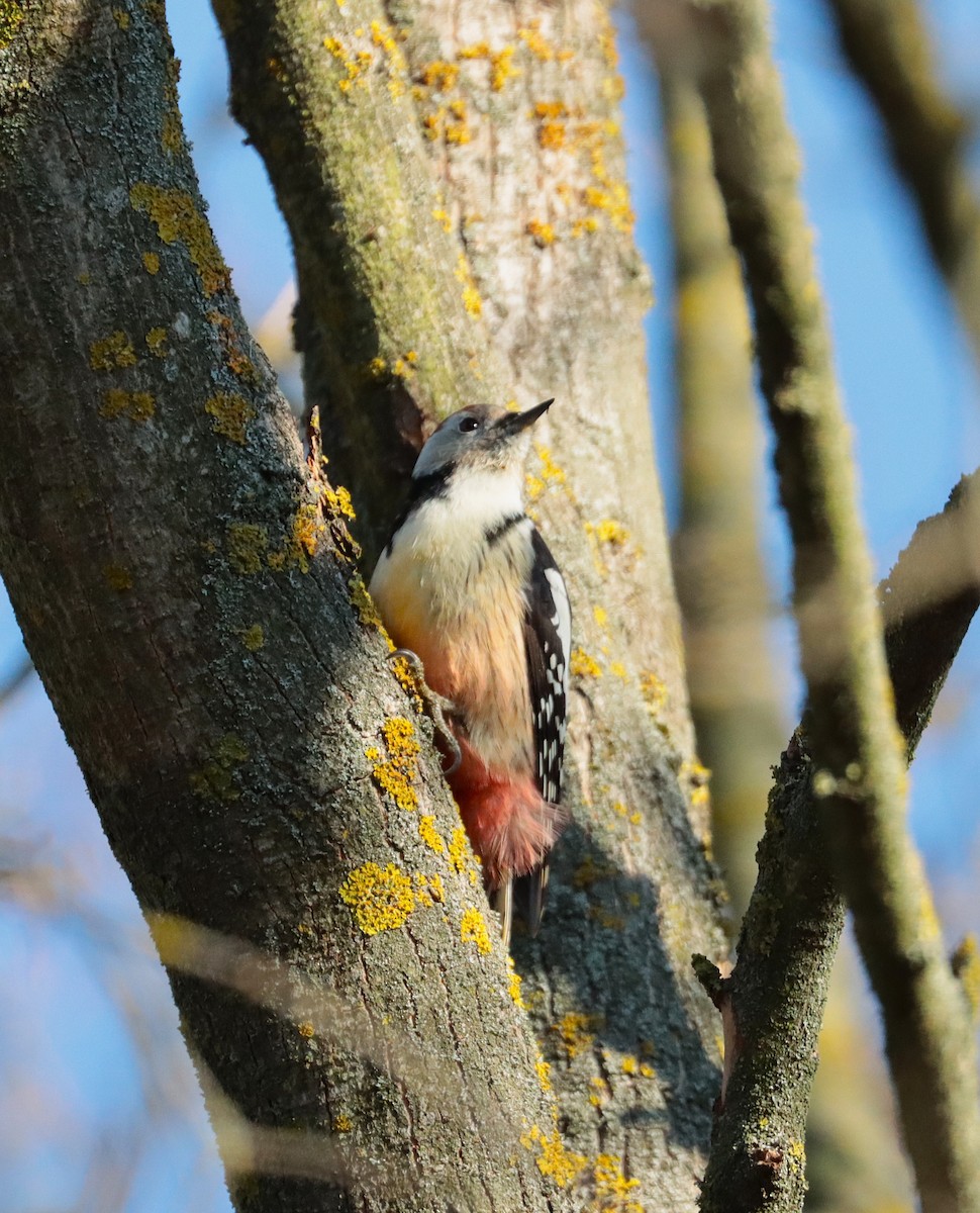 Middle Spotted Woodpecker - ML645887673