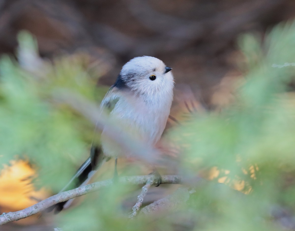 Long-tailed Tit - ML645887674