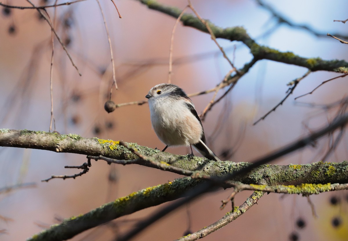 Long-tailed Tit - ML645887675