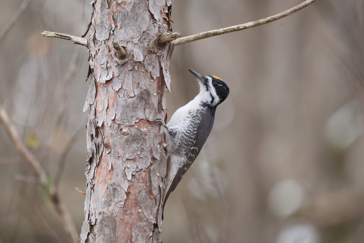 Black-backed Woodpecker - ML645887677