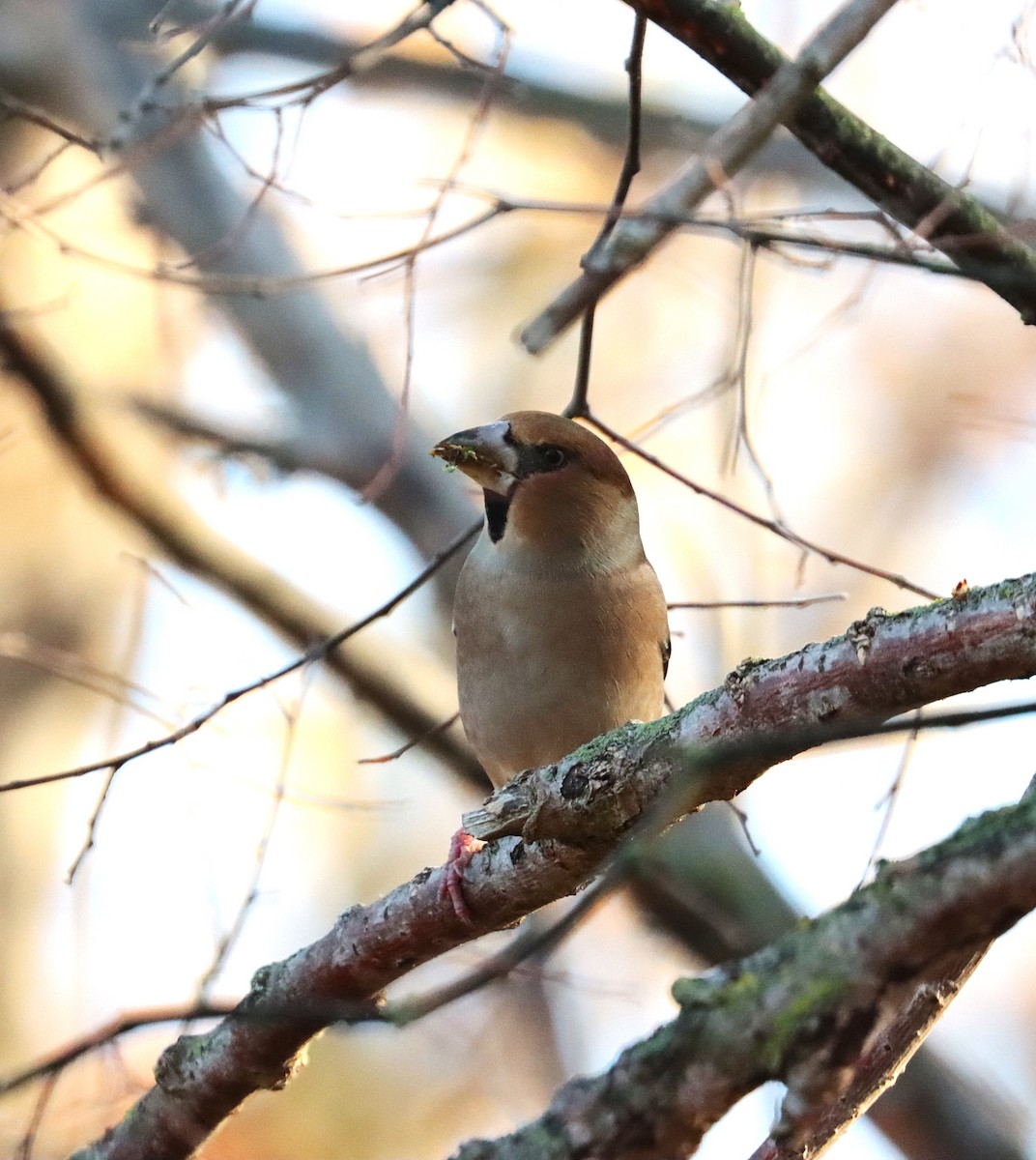 Common Chaffinch - ML645887679