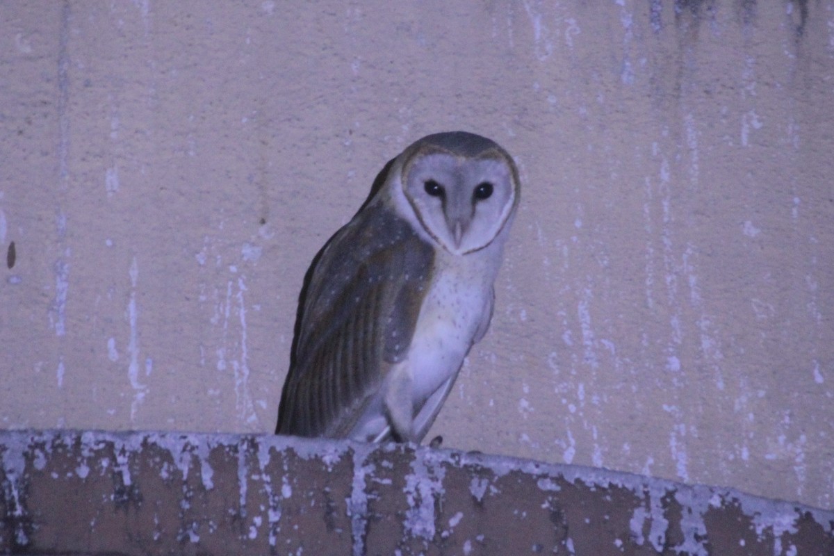 Doğu Peçeli Baykuşu - ML645887683