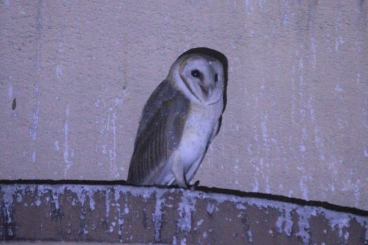 Doğu Peçeli Baykuşu - ML645887685