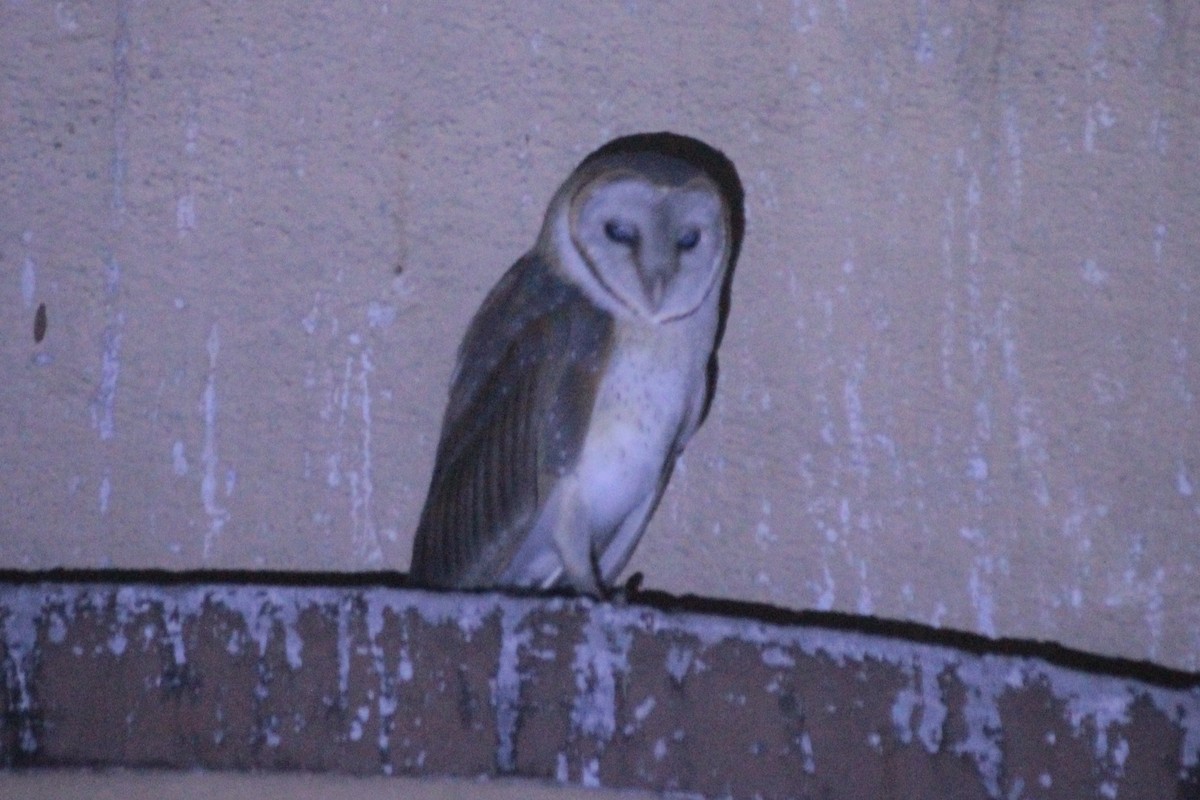 Doğu Peçeli Baykuşu - ML645887686