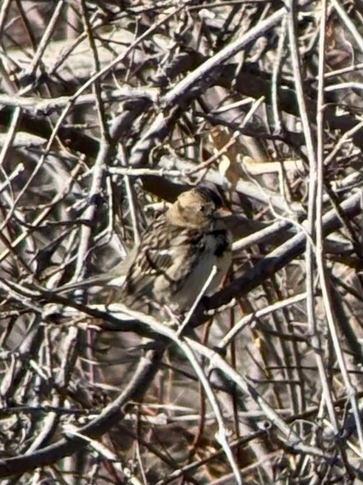 Harris's Sparrow - ML645887687