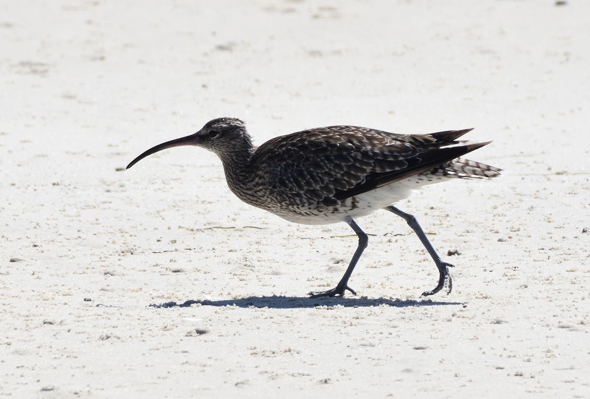 Eurasian Whimbrel (European) - ML645887688