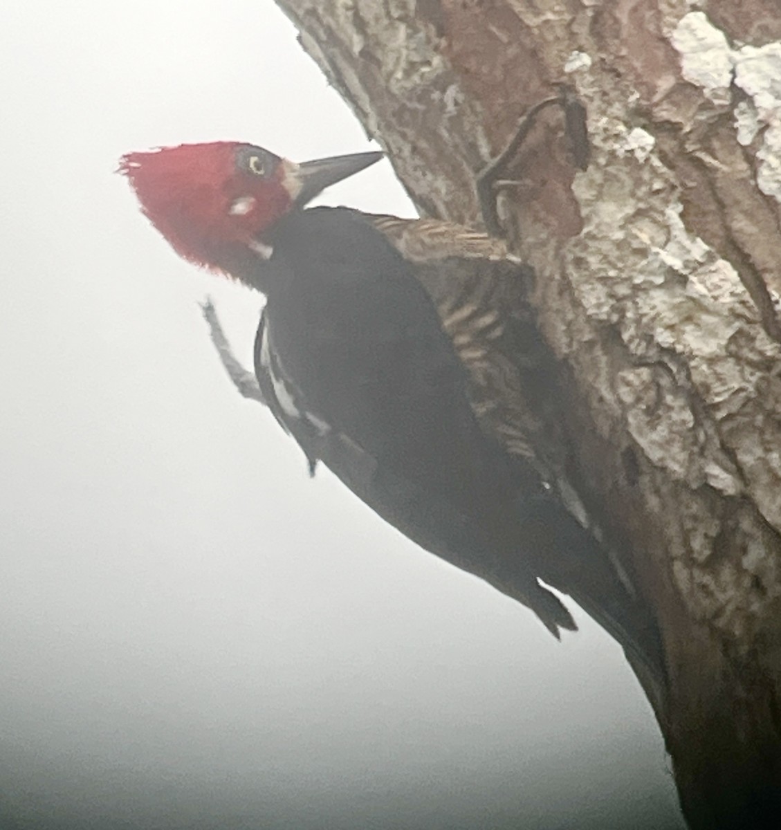Crimson-crested Woodpecker - ML645887699