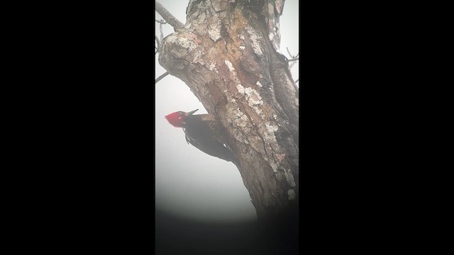 Crimson-crested Woodpecker - ML645887700