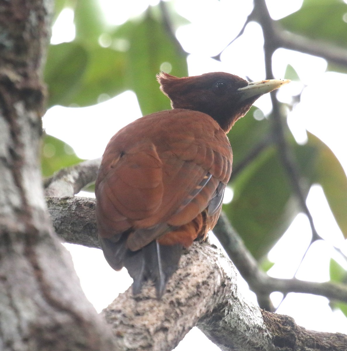 Chestnut Woodpecker - ML645887702