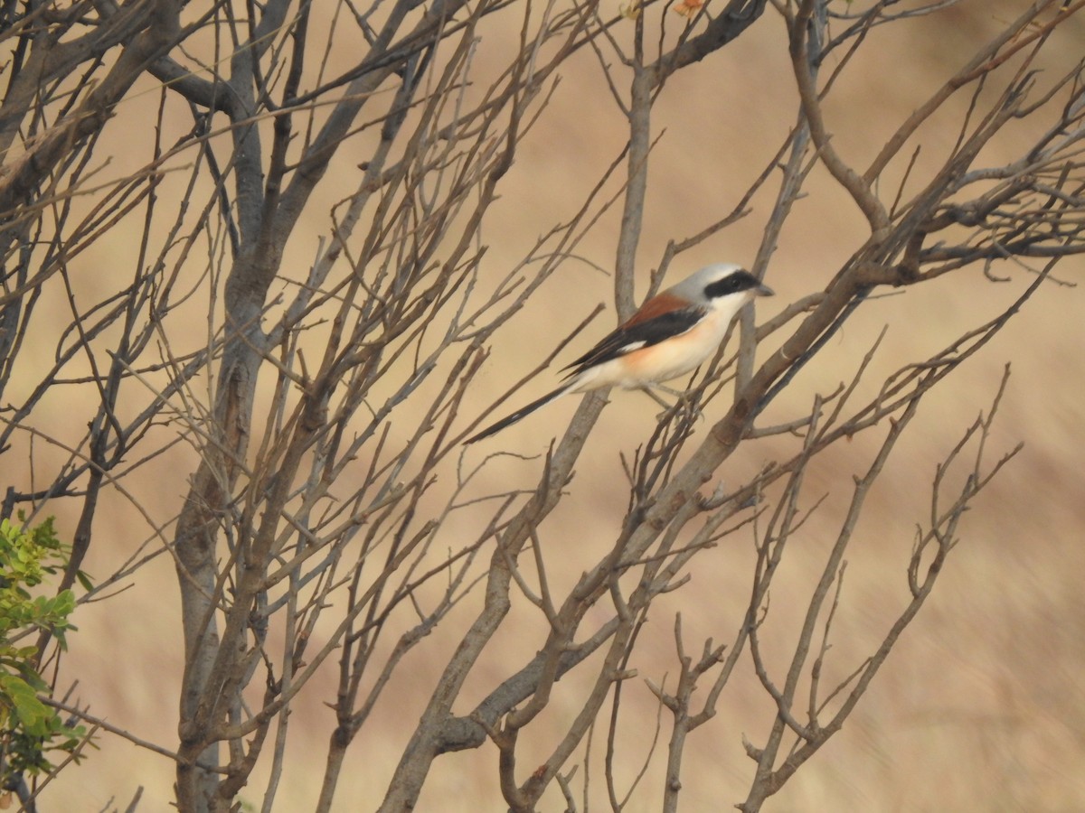 Pie-grièche à bandeau - ML645887708