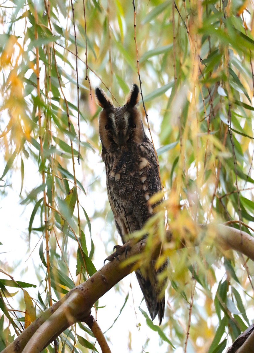 Long-eared Owl - ML645887714