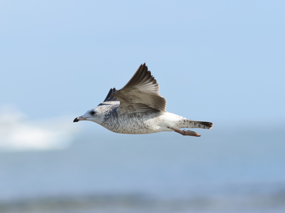 Ring-billed Gull - ML645887722