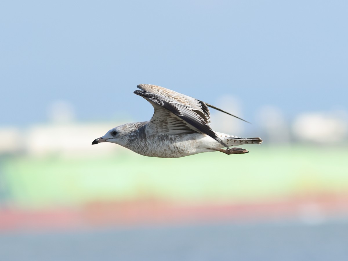 Ring-billed Gull - ML645887725