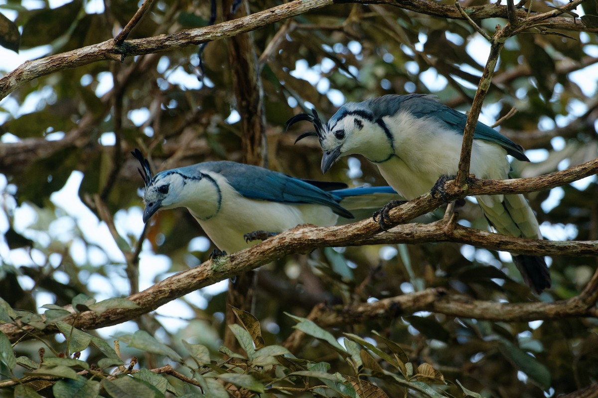 White-throated Magpie-Jay - ML645887732