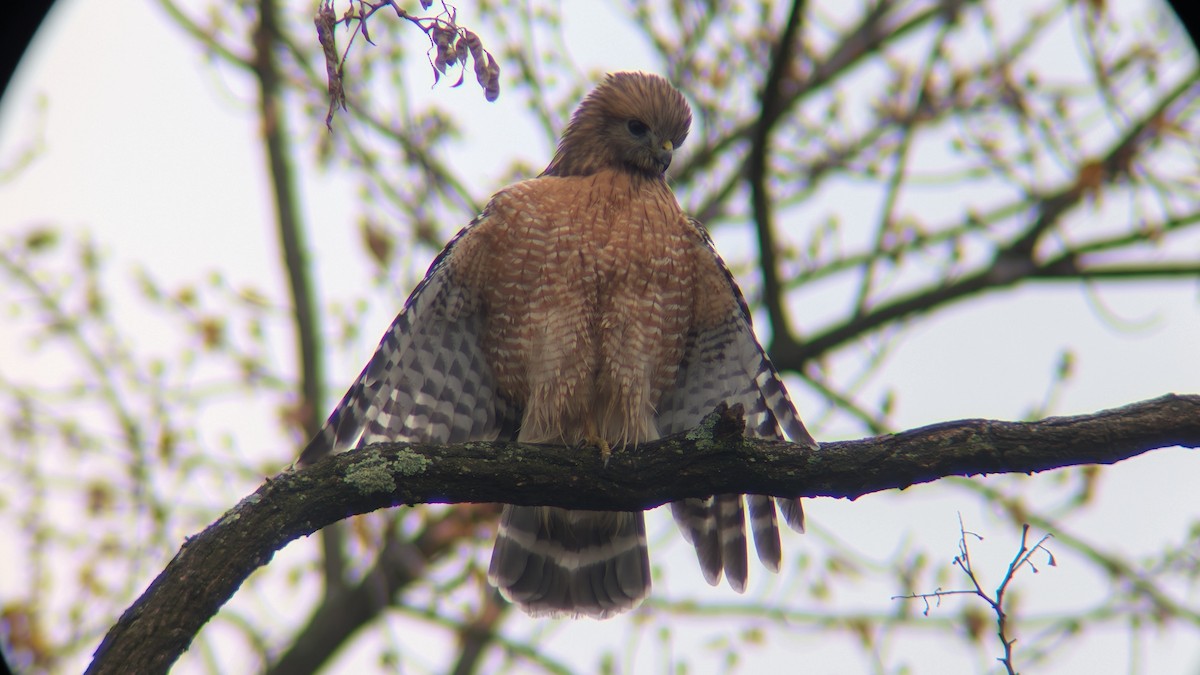 Red-shouldered Hawk - ML645887736