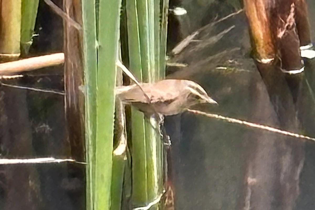 Black-browed Reed Warbler - ML645887740