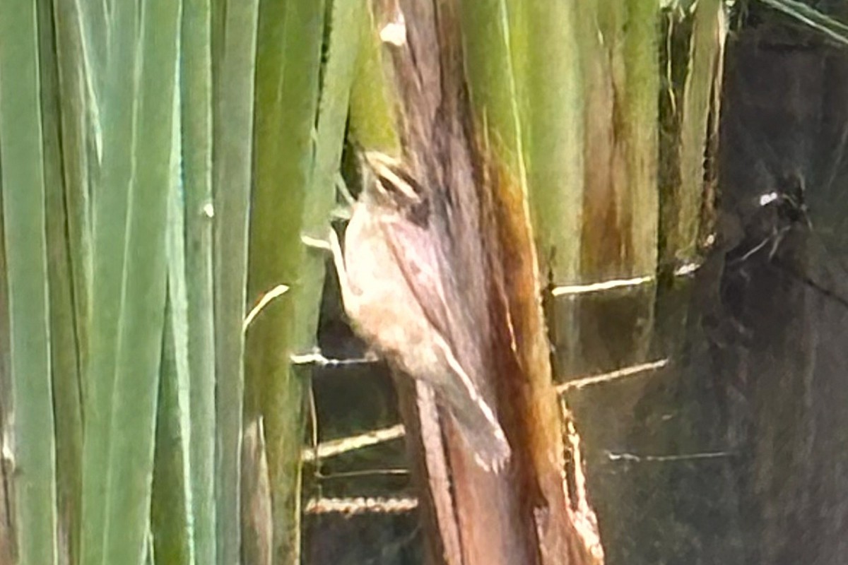 Black-browed Reed Warbler - ML645887741
