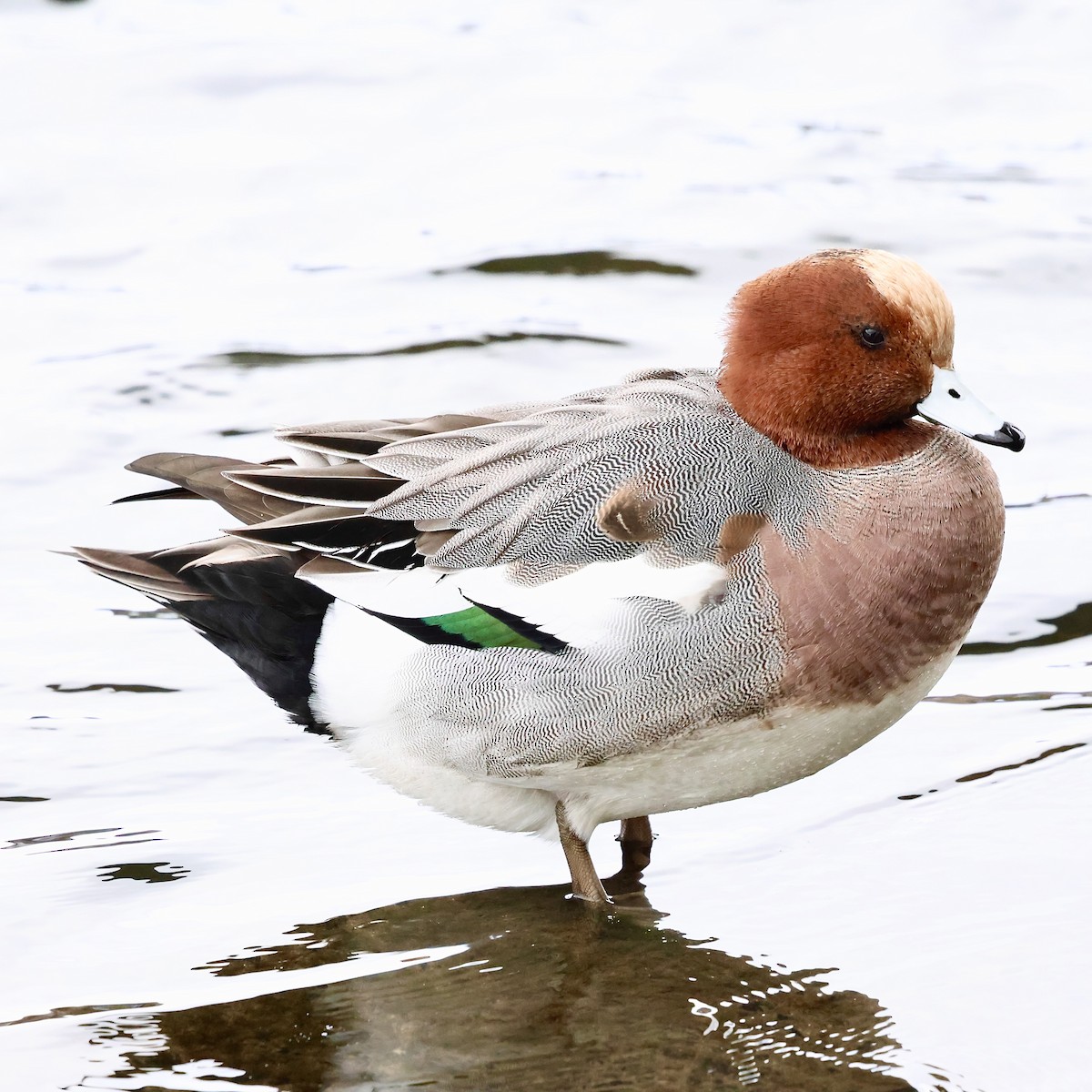 Свищ євразійський - ML645887742