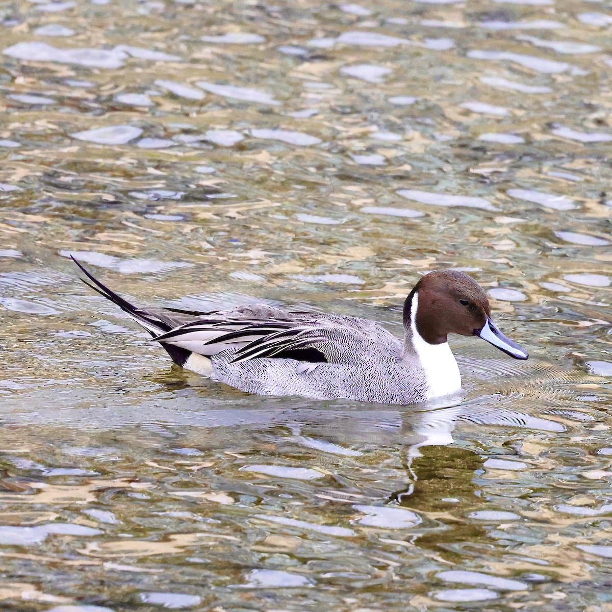 Шилохвіст північний - ML645887745
