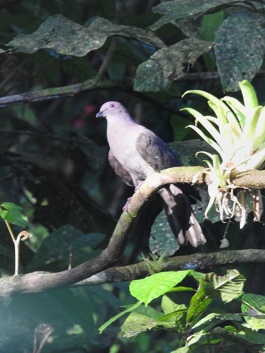 Short-billed Pigeon - ML645887747