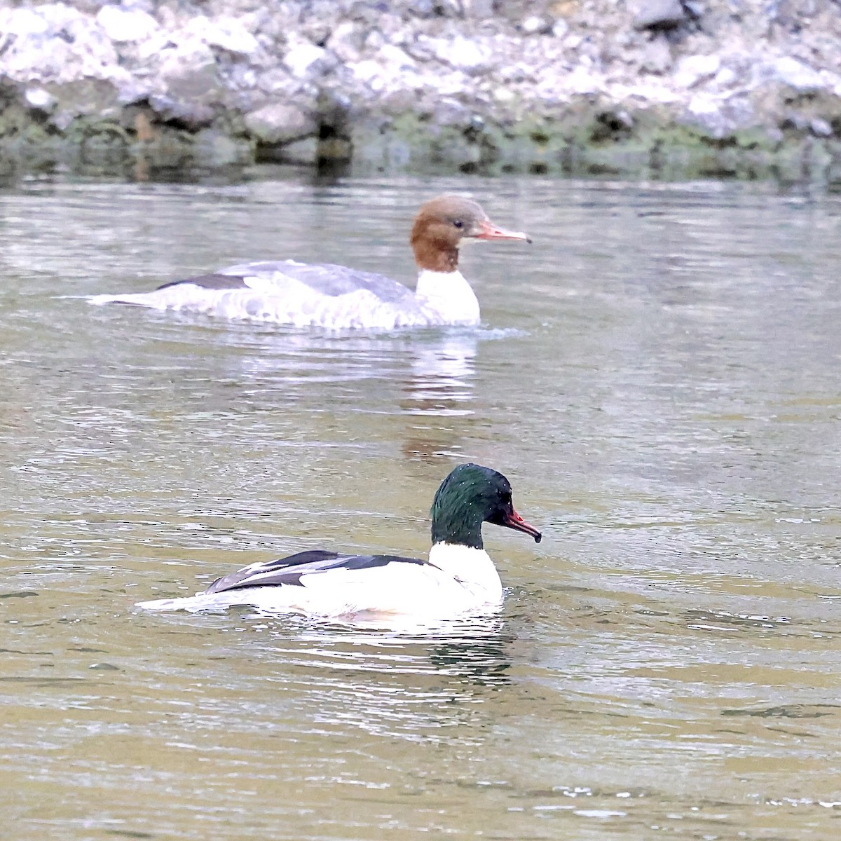 Крех великий - ML645887748