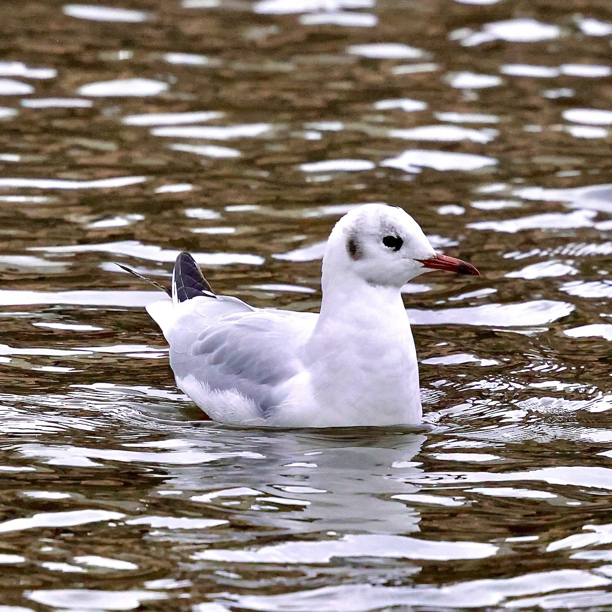 Мартин звичайний - ML645887751