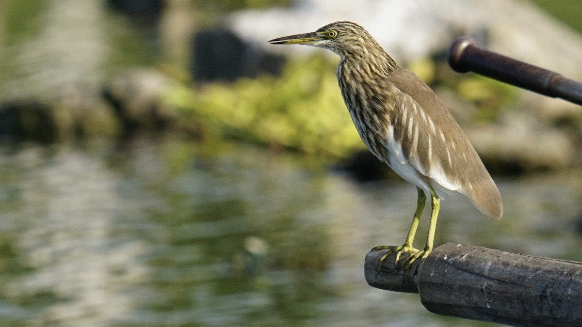 Indian Pond-Heron - ML645887752