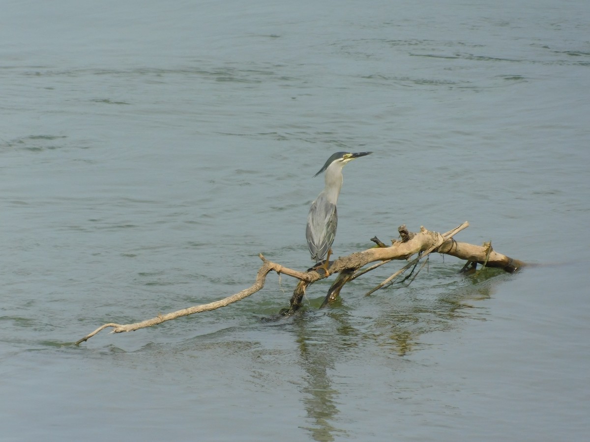 Little Heron - ML645887753