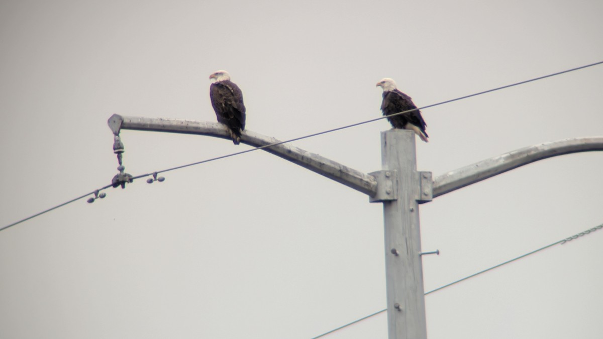 Bald Eagle - ML645887754