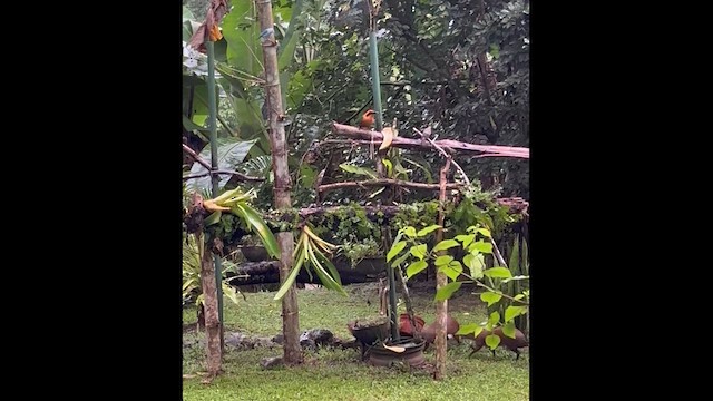 Whooping Motmot - ML645887770