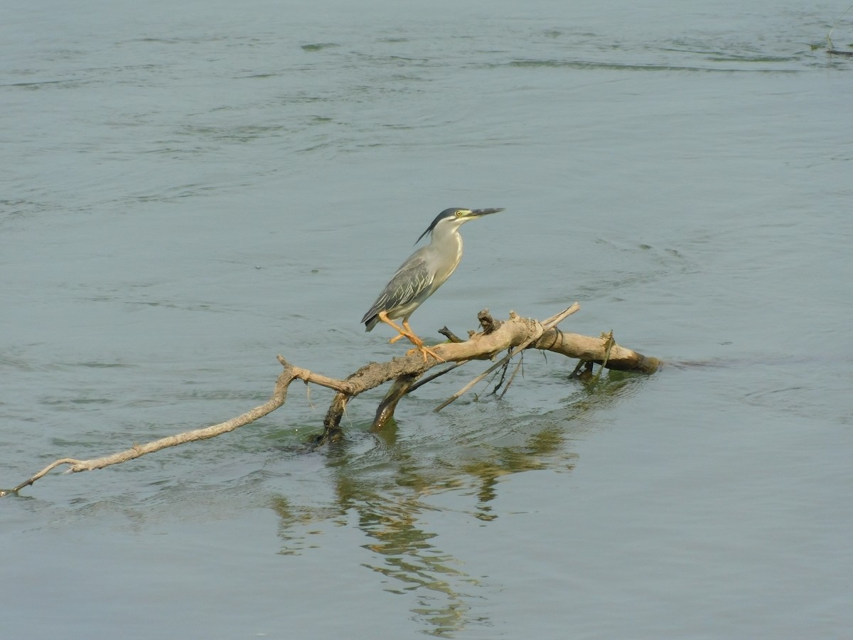 Little Heron - ML645887772