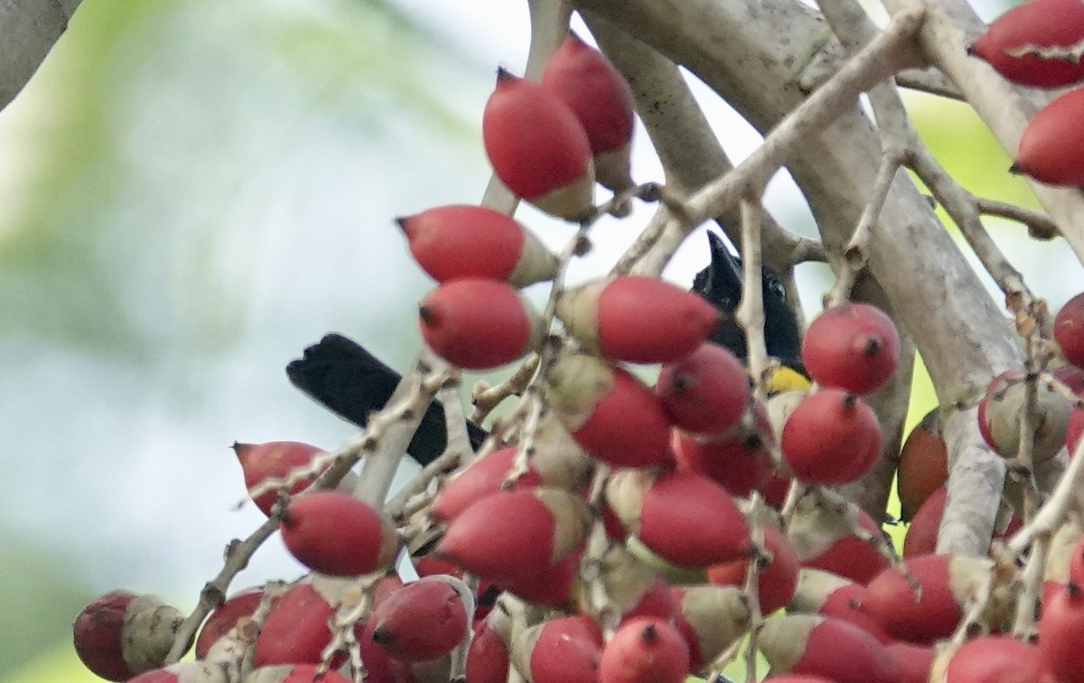 Porto Riko Turpiyali - ML645887774