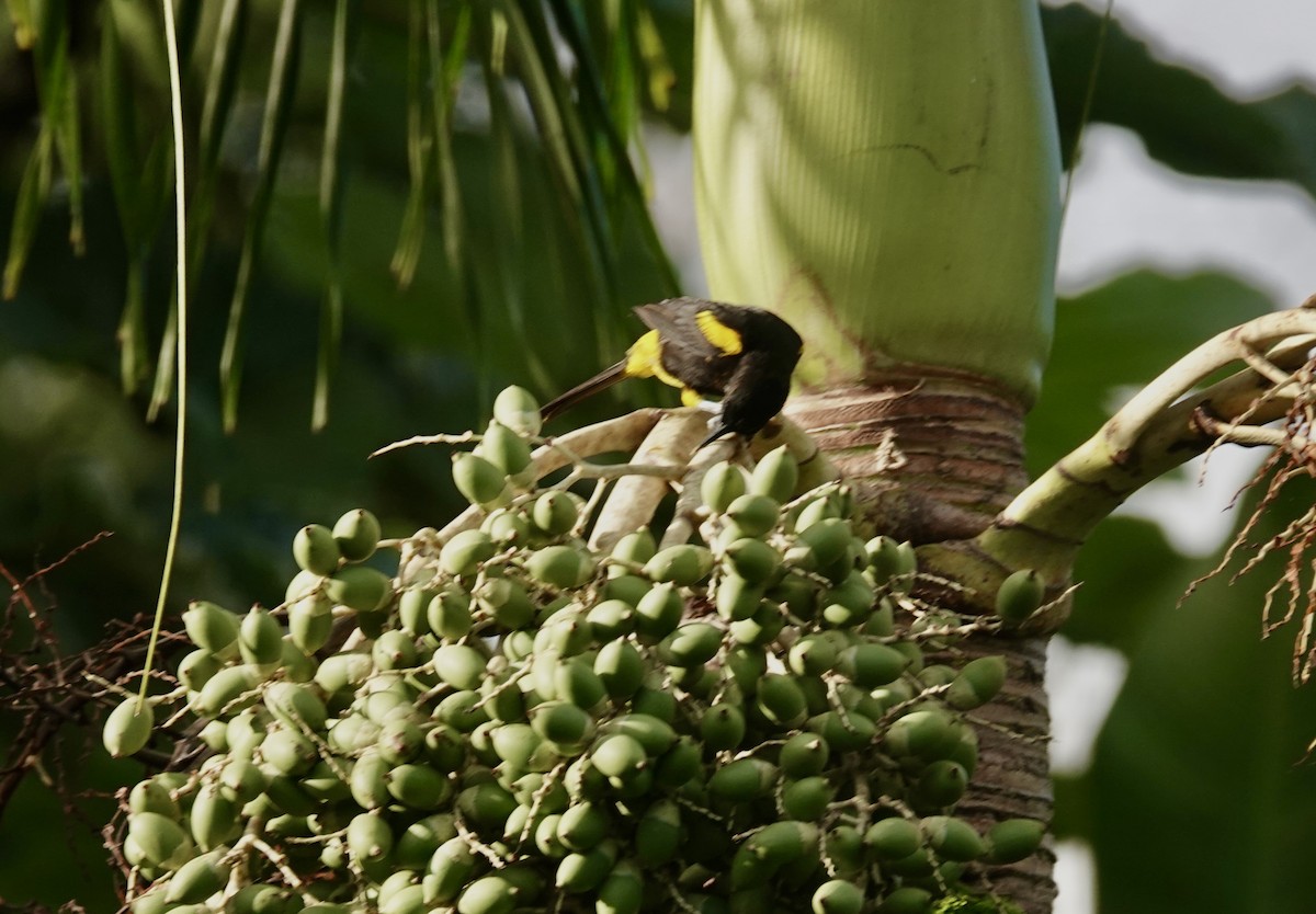 Porto Riko Turpiyali - ML645887775