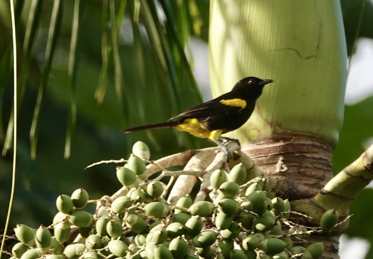 Porto Riko Turpiyali - ML645887776