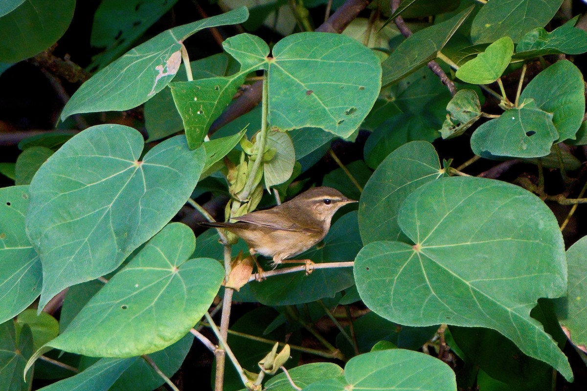 עלווית כהה - ML645887779