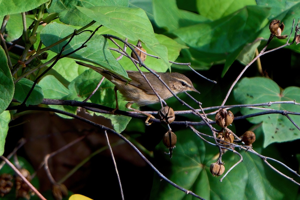 עלווית כהה - ML645887781