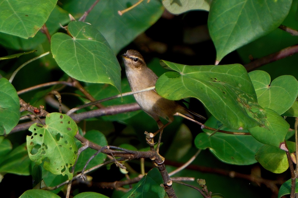 עלווית כהה - ML645887787