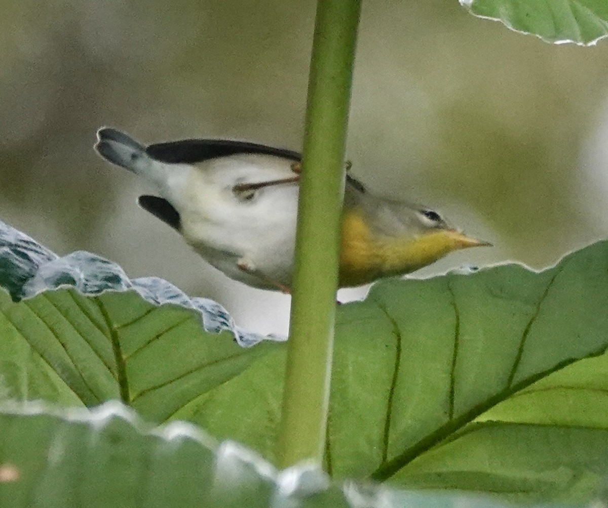 Northern Parula - ML645887788