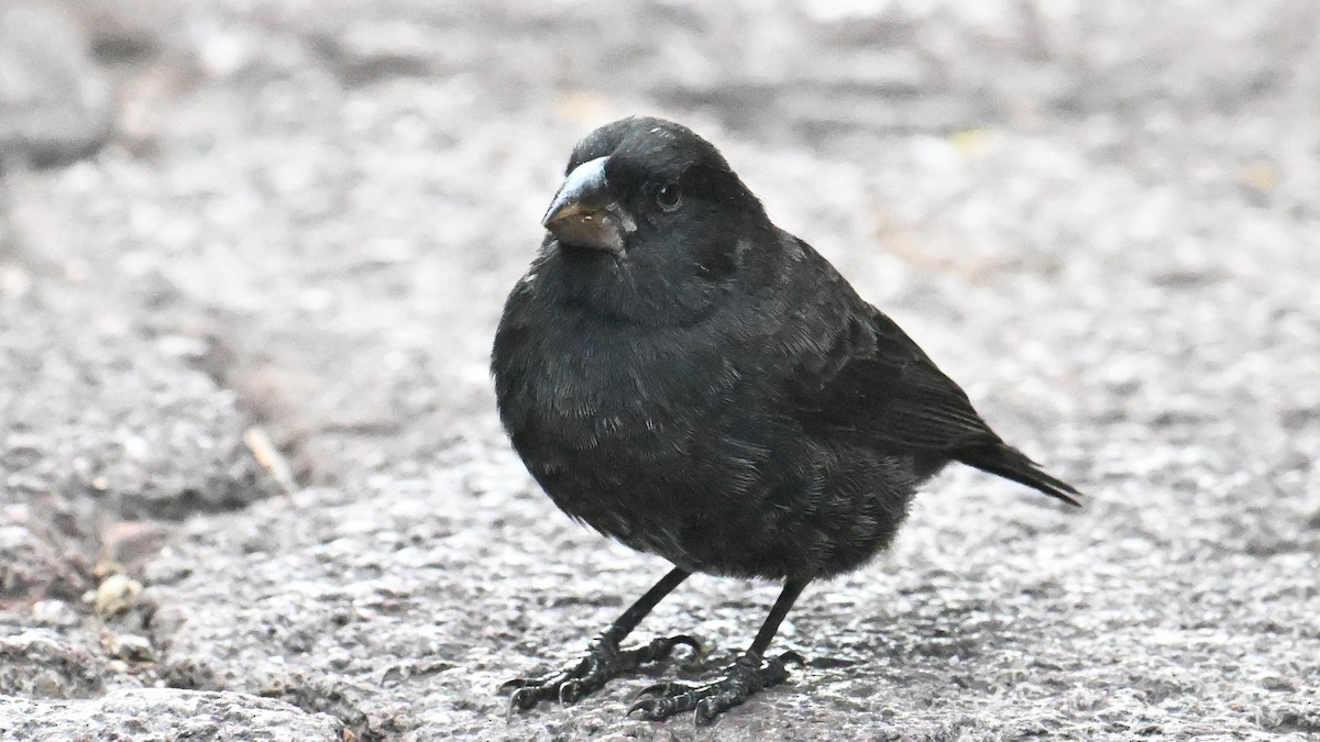 Medium Ground-Finch - ML645887790