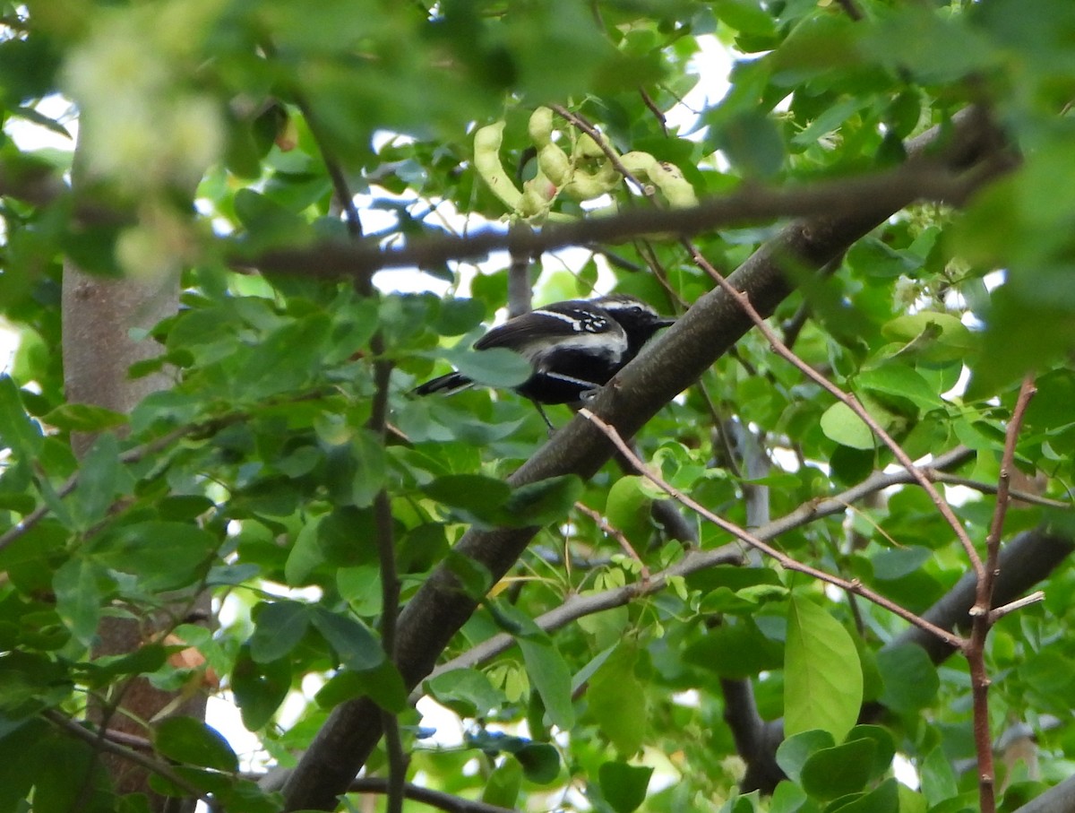 Northern White-fringed Antwren - ML645887791