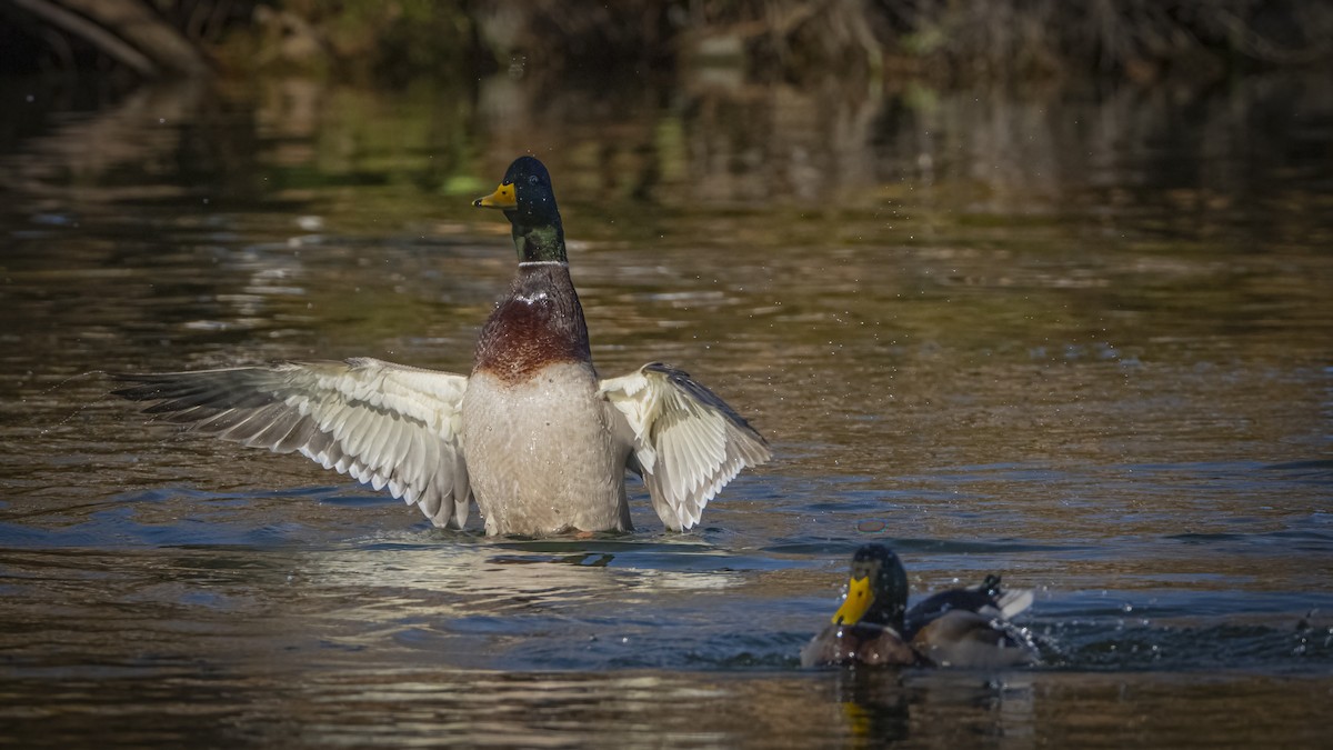 Mallard - ML645887792