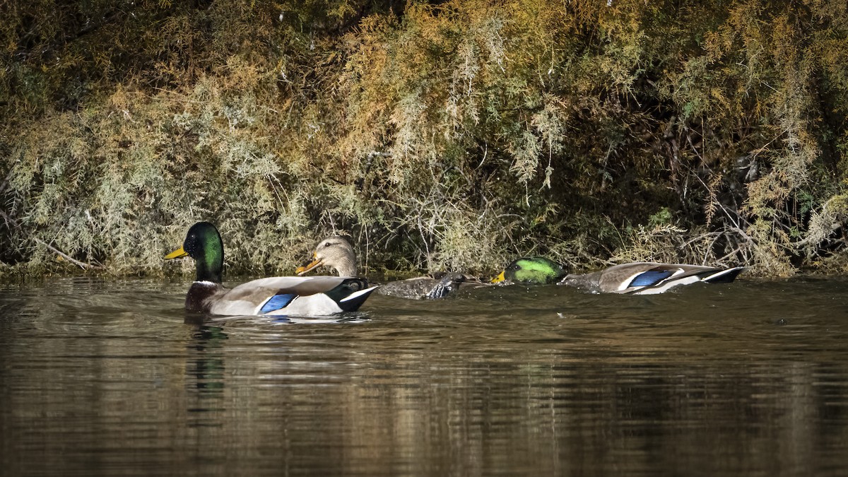 Mallard - ML645887793