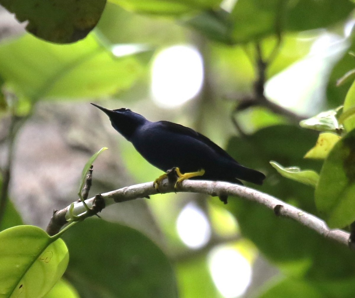 Purple Honeycreeper - ML645887795