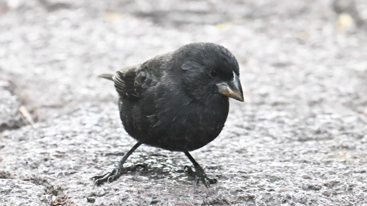 Medium Ground-Finch - ML645887796
